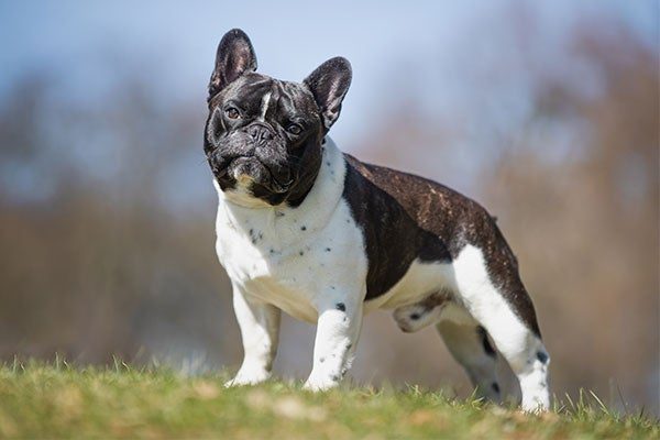 Caring for French Bulldog